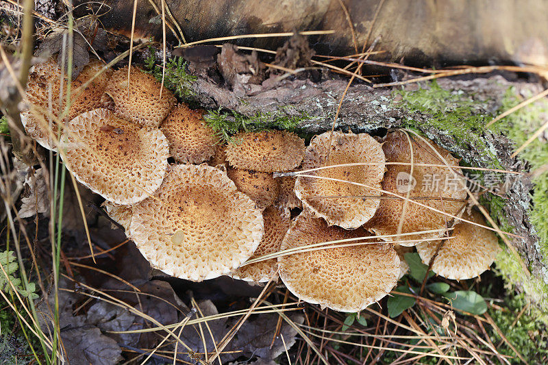 毛鳞菇(Pholiota squarrosa)